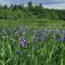 irises in the field