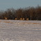 Whitetail Deer in Winter