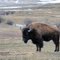 American Bison on Undulating Foothills west of Calgary