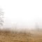 Misty Trees