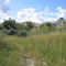 The Lush Valley Bottom Along Little Sandhills Creek In Dinosaur Park, Southeast of Drumheller AB Sep '08