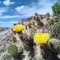 Flowering Cacti