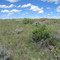 Dustbowl Country in Alberta and Semi Arid Desert Dinosaur Park AB