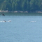 Dolphins Near Raza Island