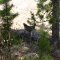 a grouse near ram falls alberta