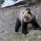Grizzly Bear