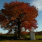 Fall Colours at Watson Farms, Bowmanville, ON, Canada