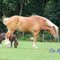 CABALLO  BRABANTE - BRABANT  HORSE