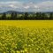 Champs de Canola,Canola fields,near La Pocatière,Québec,Canada.