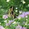 Giant Swallowtail at ClearCreek Forest