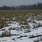 Geese near Barneveld NY