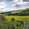 Goldenrod Valley
