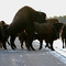 Buffalo Assertion