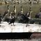 Cormorants