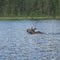 Swimming Moose