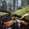 Forrest pool near Grease Road, Nass Valley, British Columbia