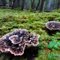 Mushrooms in the forrest near Grease Road, Nass Valley, British Columbia