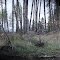 Two young deers ready escape..Oct 2012.