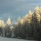Golden tops of evergreen trees in sunshine of morning sunrise... 2012.