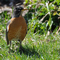 A Robin Strutting Around a Garden