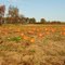 Pumpkin field in Norfolk County