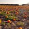 Pumpkins