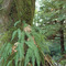 Moss on Tree, Ferns on Moss
