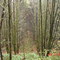 Woods in the rain