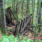 Trestle in the woods