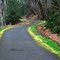 Moss on Trail