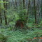 old green stump