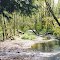 Creek Bed off Nehalem Highway, Banks OR
