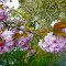 Reflects of Spring