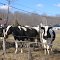 Vaches