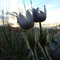 First signs of spring on the Prairies (Anemone patens L., Ranunculaceae).