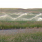 swift current
