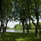 Trees by the River