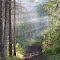 Hazy Trails