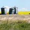 Canola Field Giants