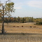 Cattle, on the open range