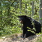 Mother Bear on Mars Hill Mt