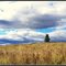 Lone Pine