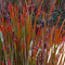 Bull Rush in the Evening Sun