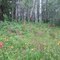 Green, Colourful Forest And Meadows In Bloom At Canoe River Campground Near Valemount BC Jul '10