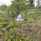 Harebells And Pines At Jackmans Flats, Near Valemount BC Jul '10