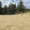 Rippled Sand Dunes Contrasting With Green Forest In Jackman Flats Park Near Valemount BC Jul '10