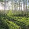 Sun And Shadow in the Forest of Canoe River Campground Near Valemount BC Jul '10