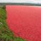 Cranberry Field Richmond