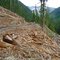 Logging Woss Lake