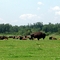 CANADA Isla de Orleans Reserva de Bisontes Quebéc